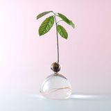 Avocado Vase - Clear