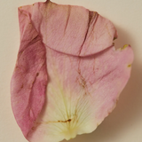 Perfume Oil - Smoking Rose 15ml