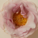 Perfume Oil - Smoking Rose 15ml